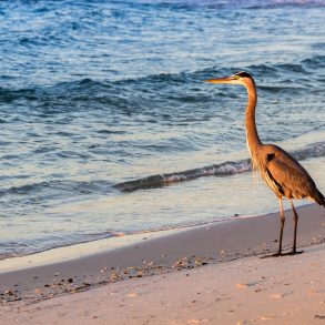 Large Bird Watching Sunrise On The Beach