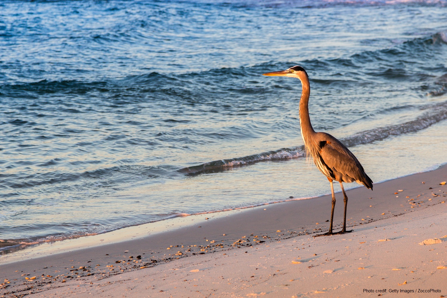 Large Bird Watching Sunrise On The Beach Your Friend At The Beach