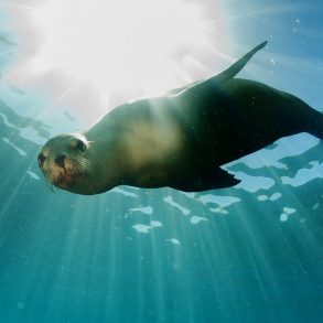 Swimming Seal at Gulf World in Panama City Beach