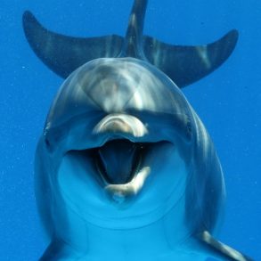 Dolphin Cruises in Destin, FL