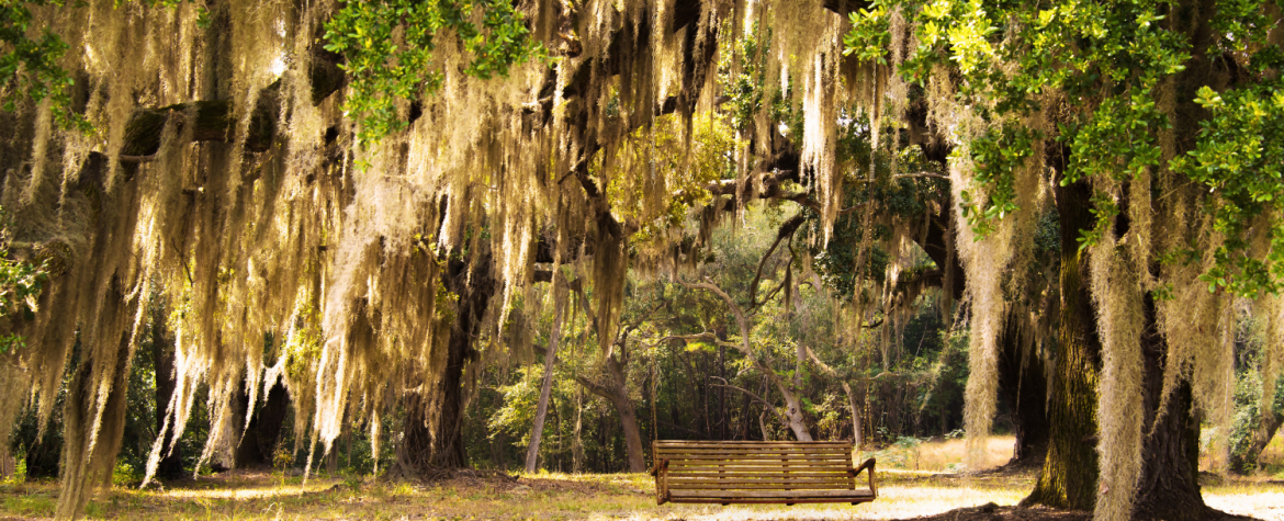 Explore the Florida Outdoors at Eden Gardens State Park - Your Friend ...