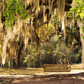 Swinging bench surrounded by hanging moss and live oaks at Eden Gardens State Park