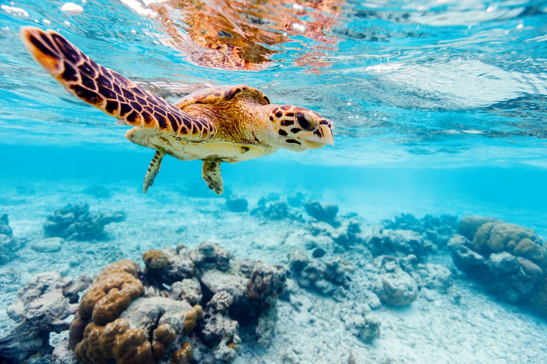 sea turtle under the water