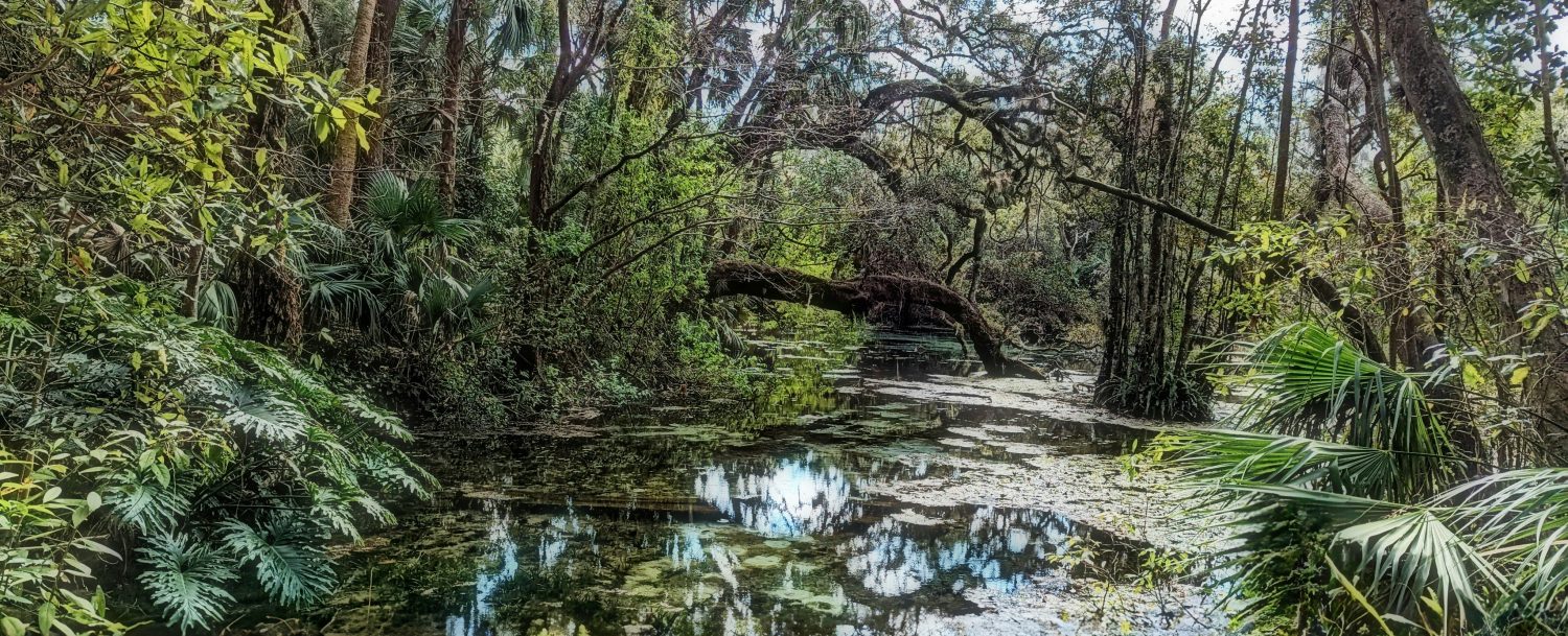 Florida Forest