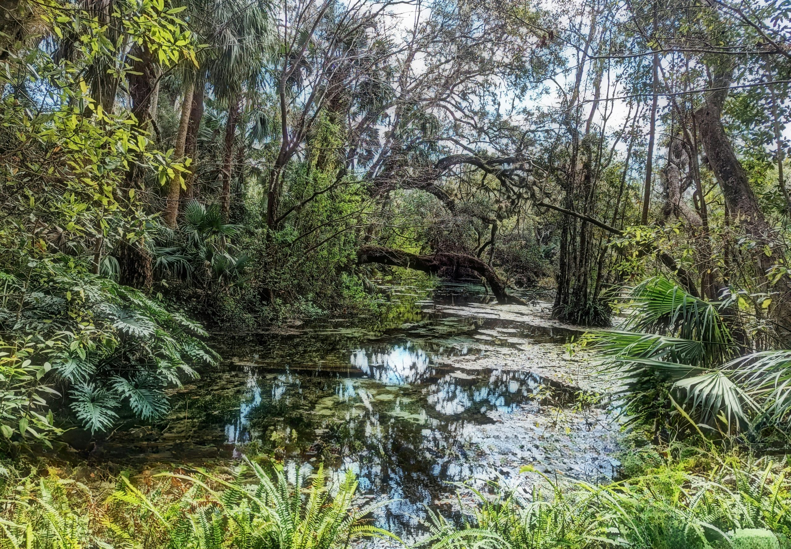 Florida Forest